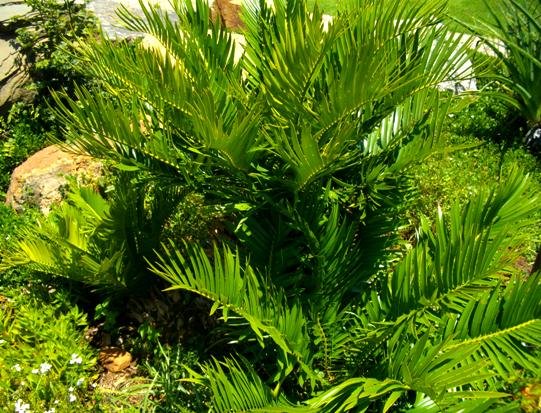 Encephalartos senticosus clumping