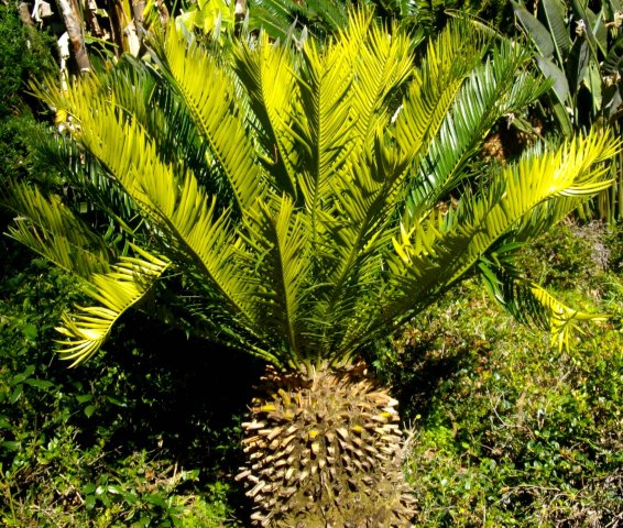Encephalartos senticosus  