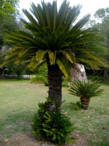 Encephalartos 