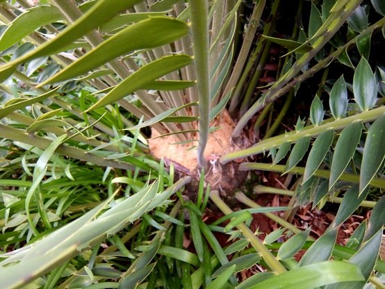 Encephalartos transvenosus stem tip
