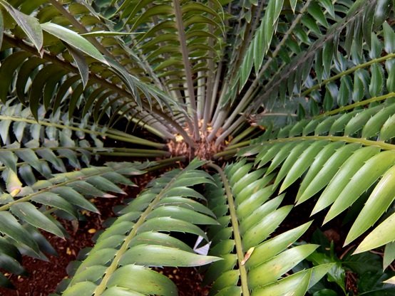 Encephalartos transvenosus leaflets