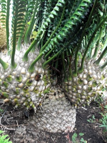 Encephalartos transvenosus branching