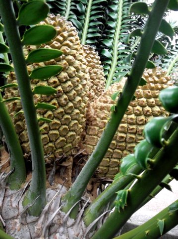 Encephalartos transvenosus young, female cones