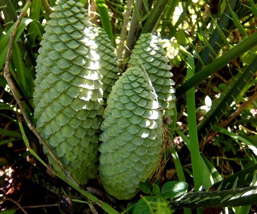 Encephalartos villosus green, young and female