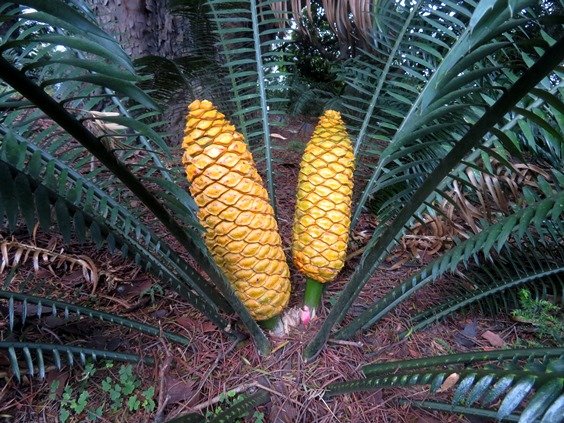 Encephalartos villosus female cones