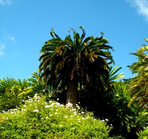 Encephalartos woodii, tree without a wife 