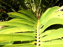 Encephalartos aemulans pinnae bases