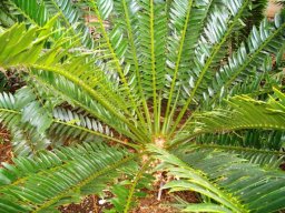 Encephalartos altensteinii