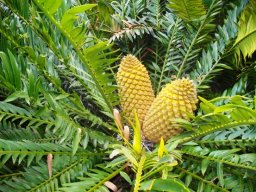 Encephalartos altensteinii female cones