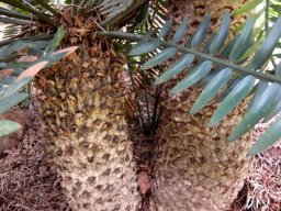 Encephalartos altensteinii stems