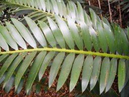 Encephalartos altensteinii leaf
