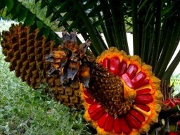 Encephalartos altensteinii in revelation mode