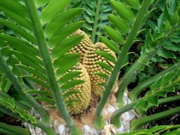 Encephalartos altensteinii stem-tip