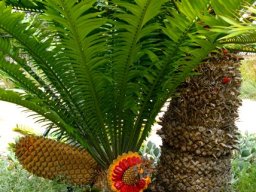 Encephalartos altensteinii fruiting on the short stem