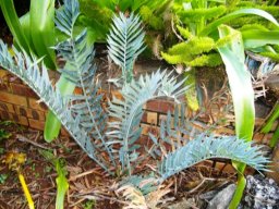 Encephalartos arenarius