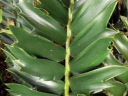 Encephalartos arenarius dark green leaf