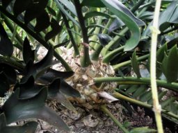 Encephalartos arenarius stem-tip leaf bases