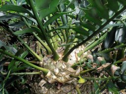 Encephalartos arenarius uneven growth rate