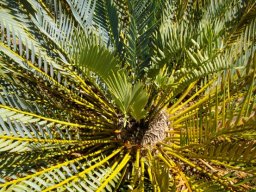 Encephalartos afer after a dry season