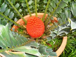 Encephalartos ferox female cone