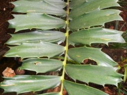 Encephalartos ferox leaf