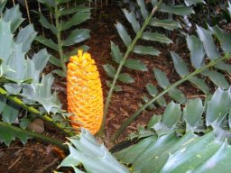 Encephalartos ferox male cone