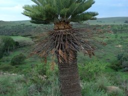 Encephalartos friderici-guilielmi grown tall