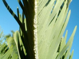 Encephalartos friderici-guilielmi outside the V