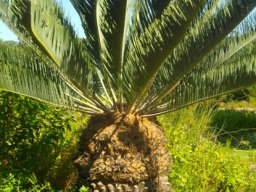 Encephalartos friderici-guilielmi stem