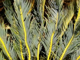 Encephalartos friderici-guilielmi leaves