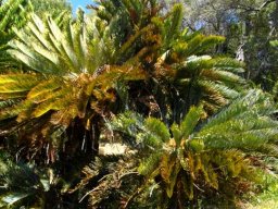 Encephalartos friderici-guilielmi