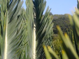 Encephalartos friderici-guilielmi inside the V