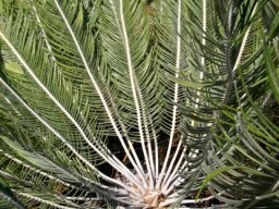 Encephalartos ghellinckii