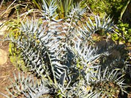 Encephalartos horridus