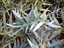 Encephalartos horridus blue leaves with orange spines