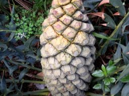 Encephalartos horridus female cone