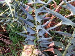 Encephalartos horridus bent leaflet lobes
