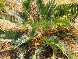 Encephalartos humilis