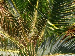 Encephalartos humilis leaves