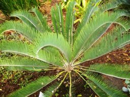 Encephalartos lanatus