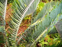 Encephalartos lanatus leaves