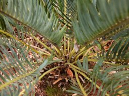 Encephalartos lanatus creamy rachises
