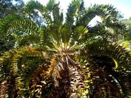 Encephalartos latifrons