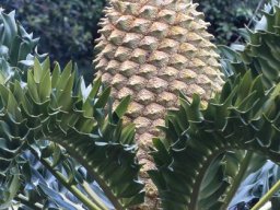 Encephalartos latifrons female cone
