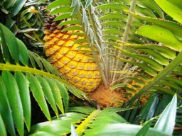 Encephalartos lebomboensis (Retief)