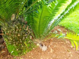 Encephalartos lebomboensis (Retief) stem