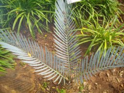 Encephalartos lehmannii