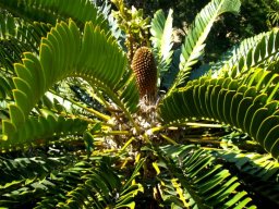 Encephalartos longifolius curving leaves