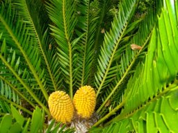 Encephalartos msinganus