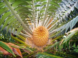 Encephalartos natalensis seed cones